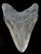 Fossil Megalodon Tooth - South Carolina #38733-1